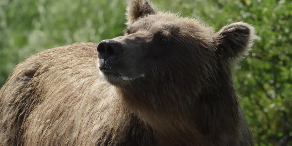 A bear stands outside on a sunny day