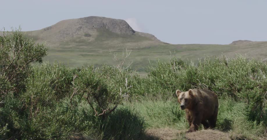 A bear is walking around in bushes on a field