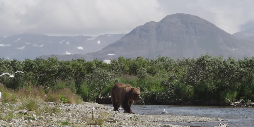 A bear walks near a river