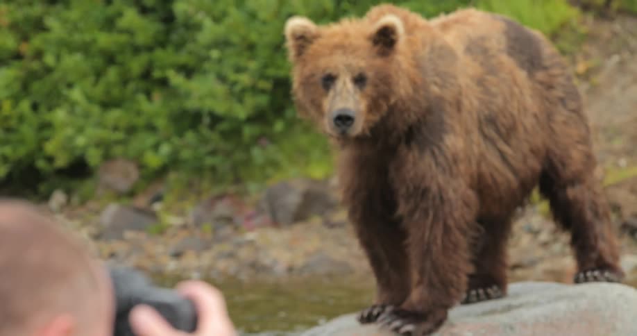 A man photographs a bear standing on a rock in a river