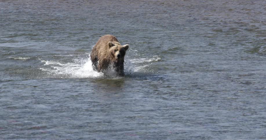A brown bear running and chasing a fish in a river