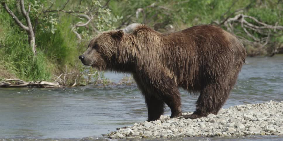 A brown bear standing on a patch of land in a stream and looking around