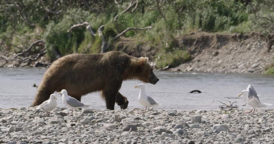 A bear walks near seagulls on a riverbank