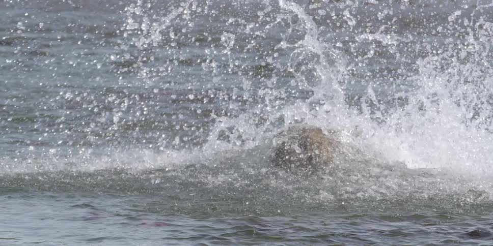 A large bear charges across a small body of water and then comes to a stop