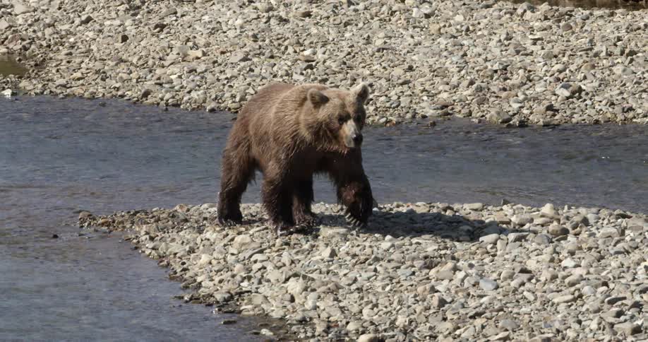 A bear trots out of a stream and onto the rocky ground on a sunny day