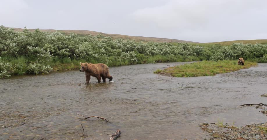 Bears are walking along a creek on a cloudy day