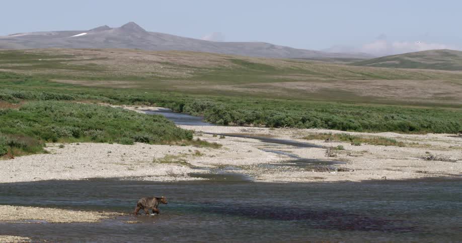 A bear enters a river in the wilderness