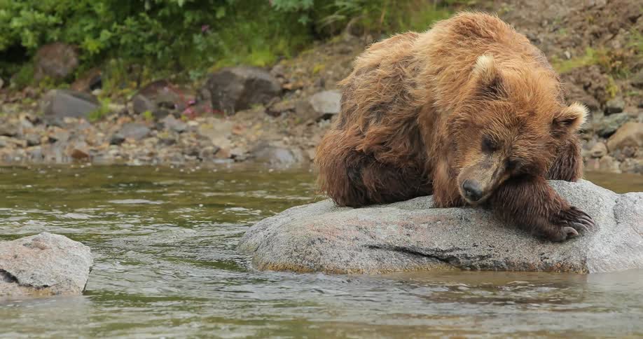 Photographing Bears