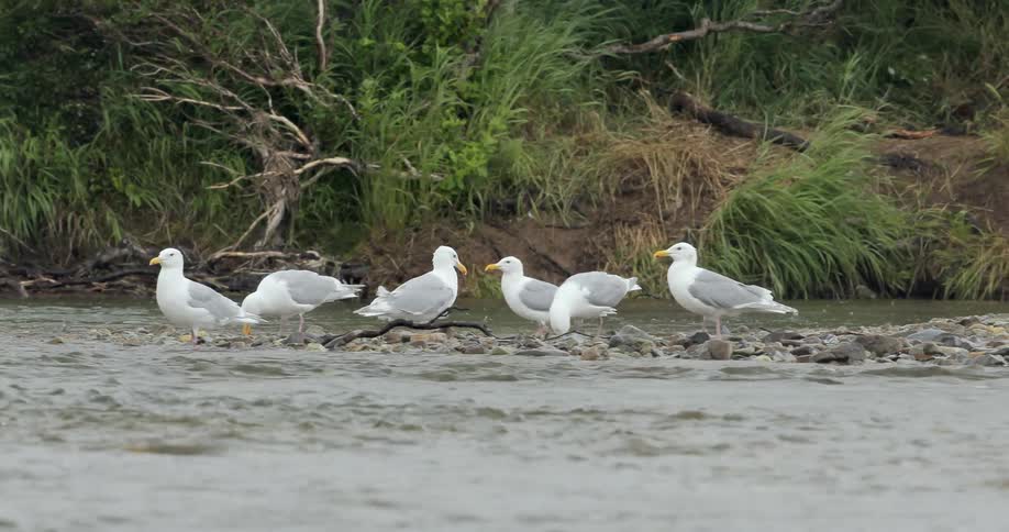 Birds are standing on rocks in a stream