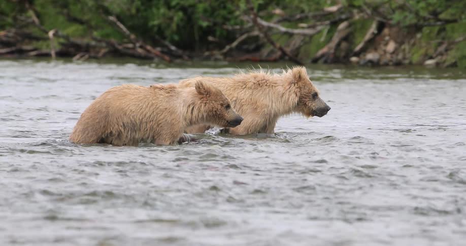 Two bear cubs are walking down a shallow stream together