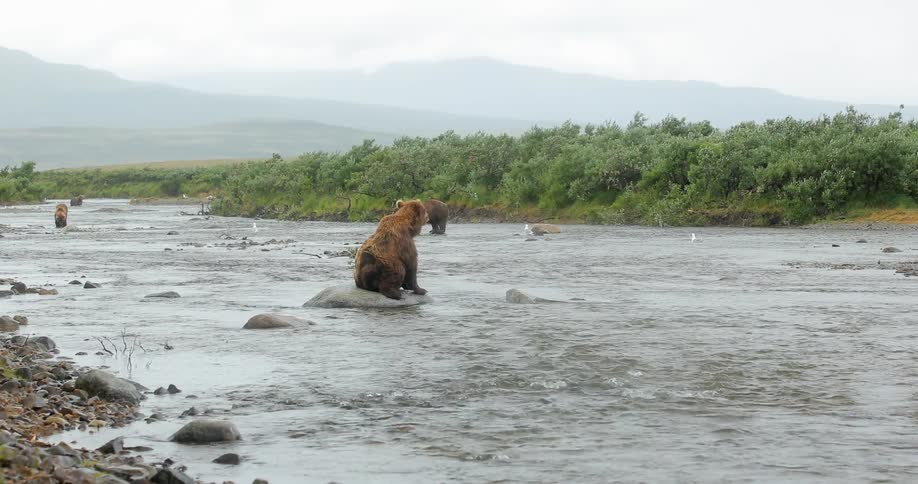 Bears are walking around and sitting in a shallow creek
