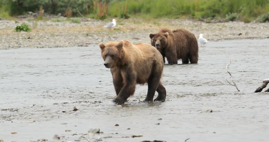 Two bears in a shallow river during the day