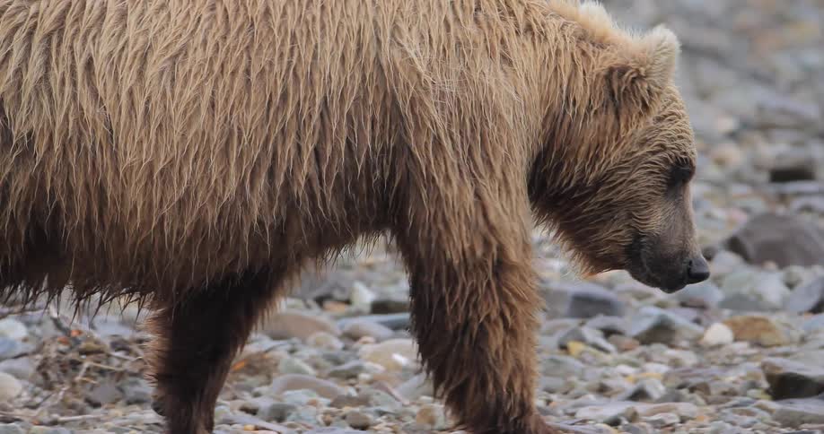 A large bear is walking over rocks near the water
