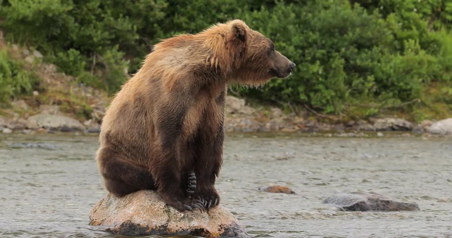 A bear sits on a rock in the middle of a river