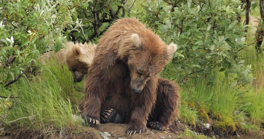 A group of brown bears