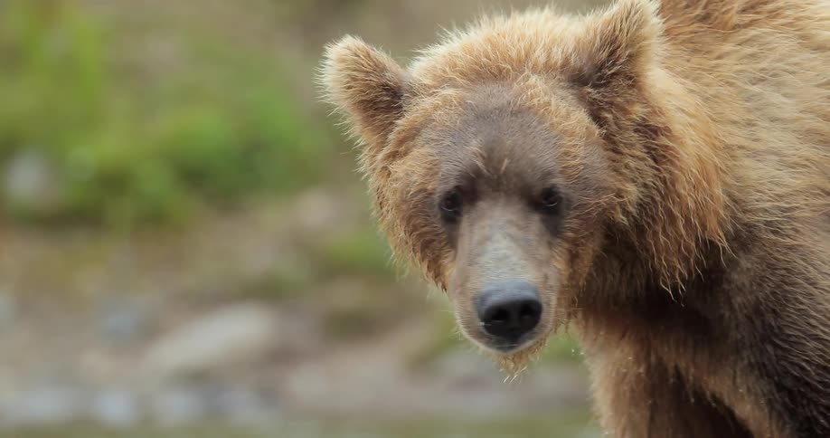A brown bear looks around outdoors