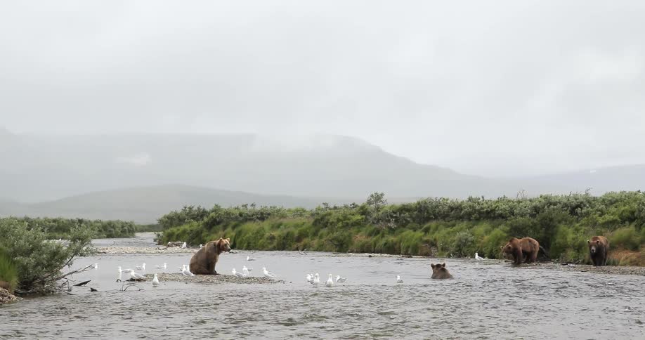 Bears and seagulls mingle in a wilderness stream on a cloudy day