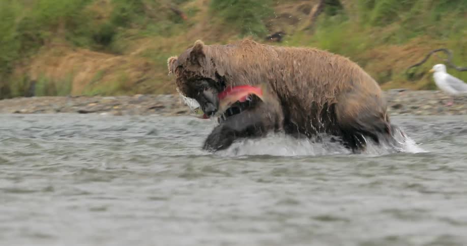 A bear running through water, diving under and coming up with a salmon