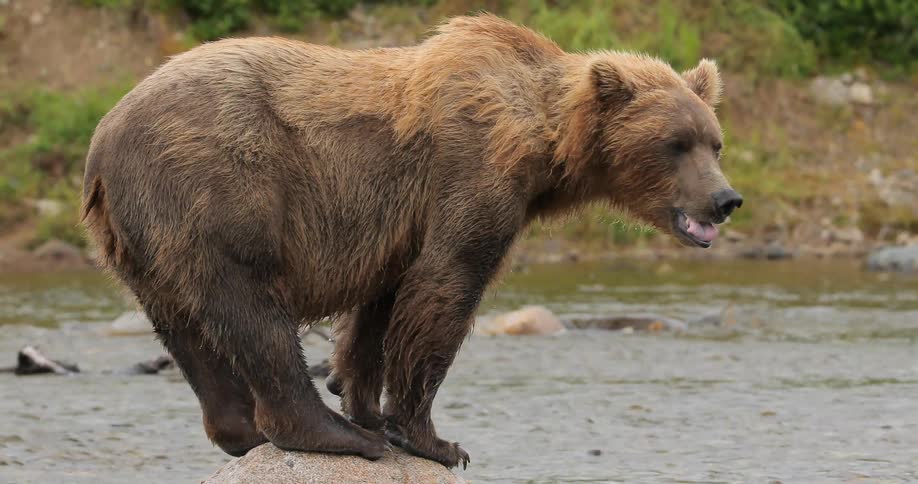 A large bear is perched on a rock in a stream
