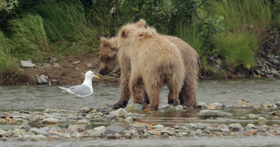 Two brown bear cubs play fighting in a shallow riverbed