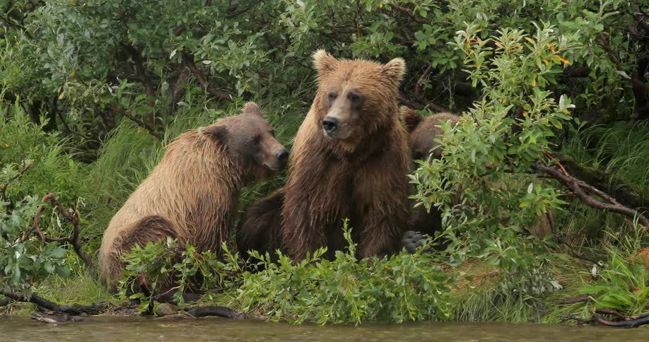 Bears sitting in foliage next to a river