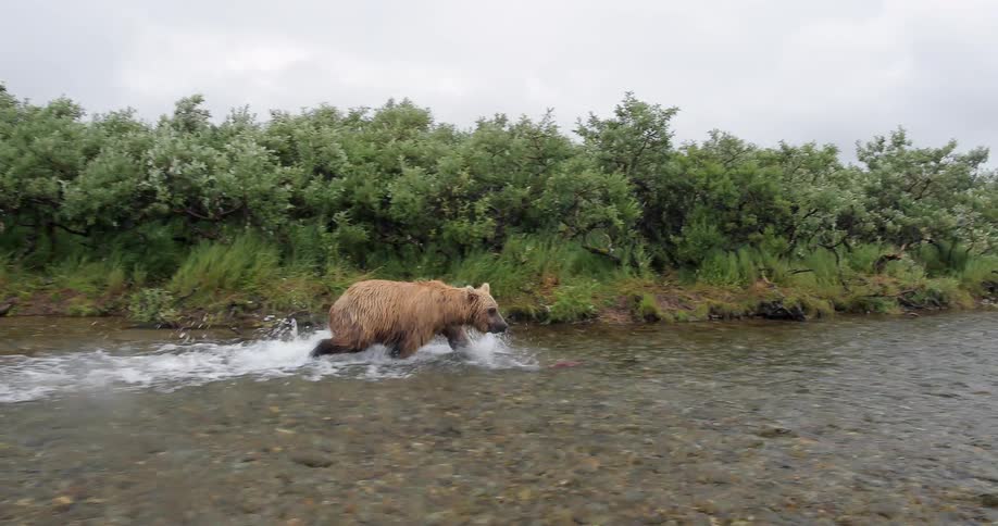 Bear running after a fish in a river
