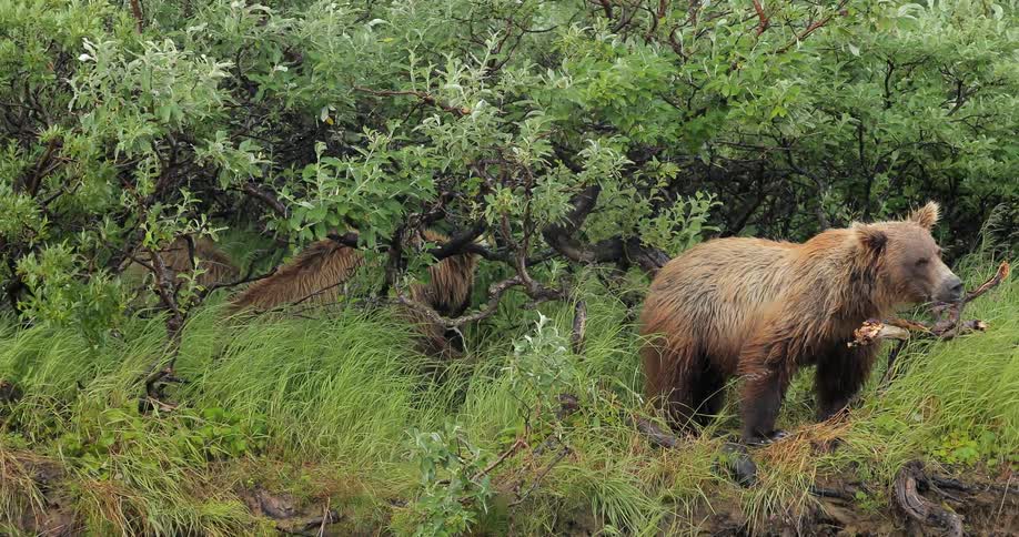 Bears stand in bushes in the wilderness