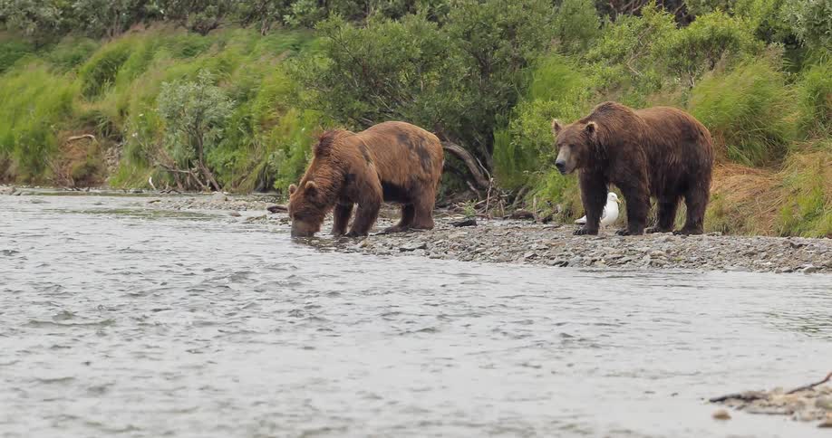 A bear drinking from a river as another one stands on the rocky shoreline