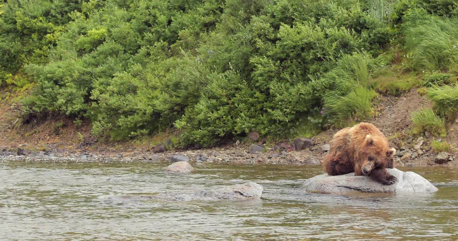 A bear is sleeping on a rock in a stream