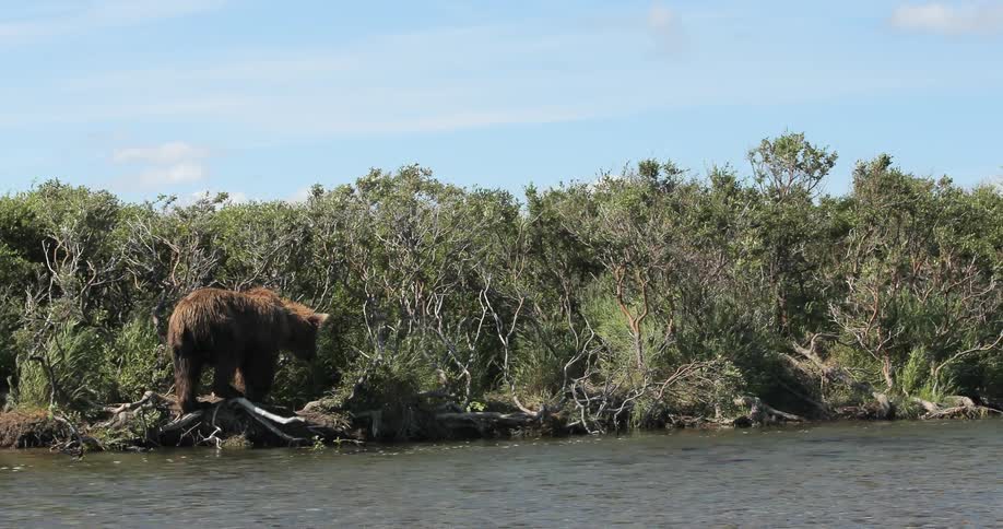 A large bear climbs out of a creek into some bushes