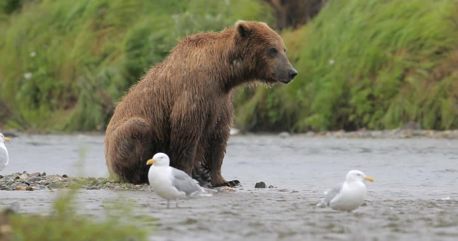 A bear sits next to a river with birds nearby