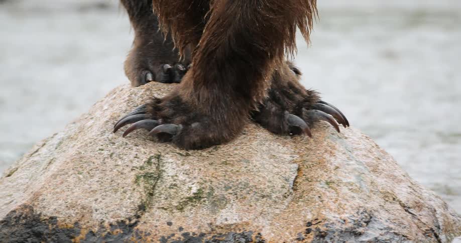 A bear is balancing on a single rock in a stream