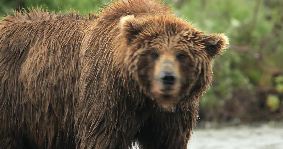 A brown bear standing in the middle of a river looking around