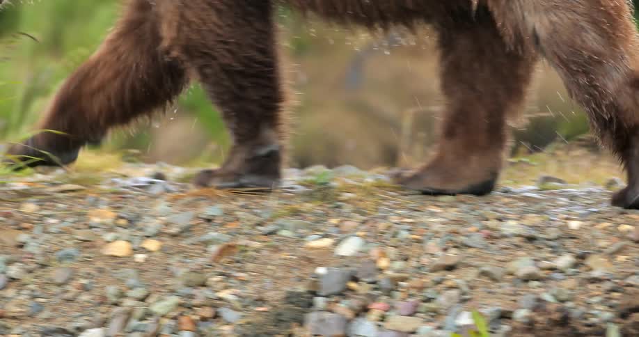 A wet bear is walking across some rocks by a field
