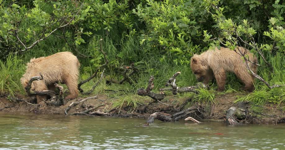 Bear cubs on a shoreline