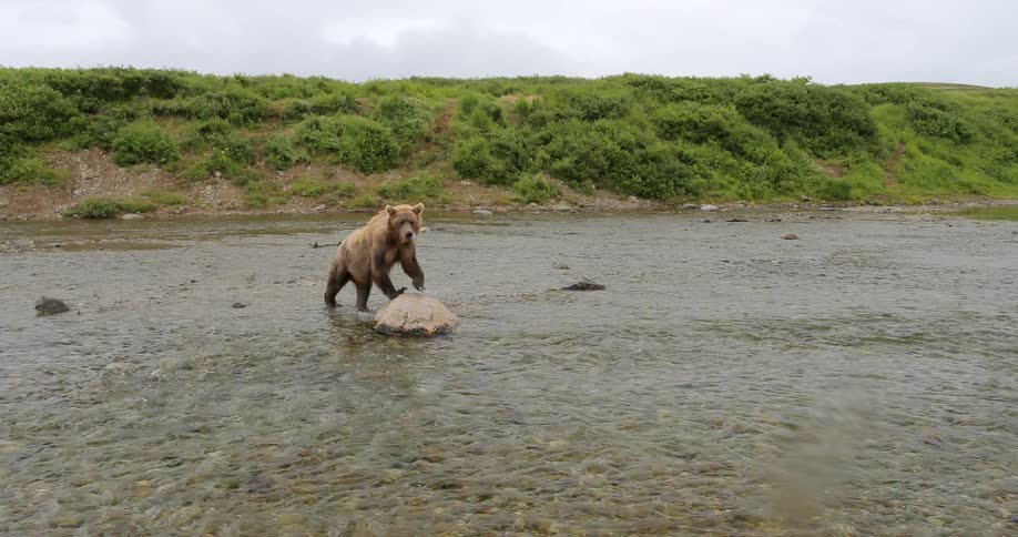 A bear climbs onto a rock in the middle of a shallow river