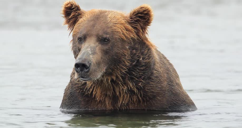 A large bear is sitting shoulder high in water