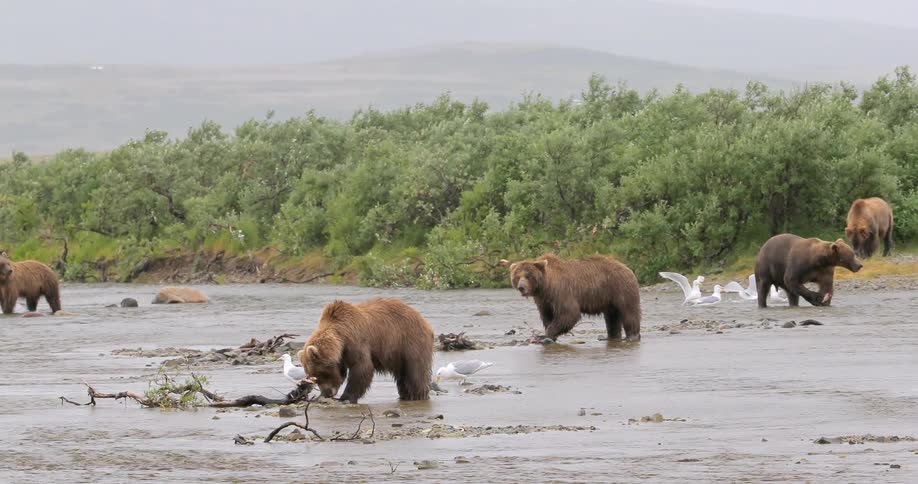 A group of bears are eating in a stream as birds fly around
