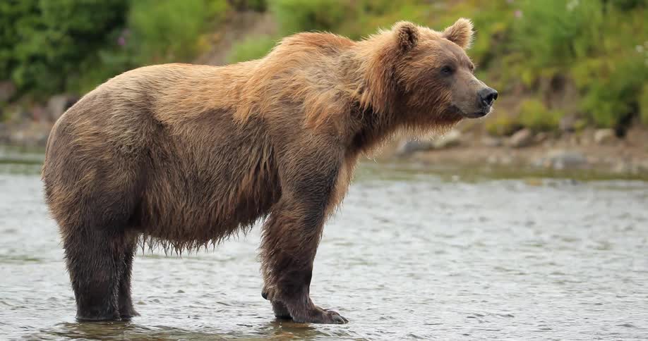 A bear stands in a river