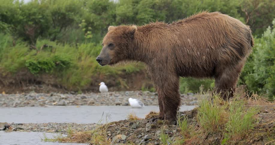 A brown bear approaching a rocky shoreline