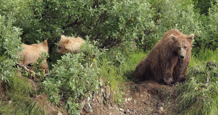 A bear and two cubs sitting near bushes