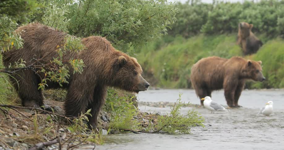 Bears and birds are standing in a canal