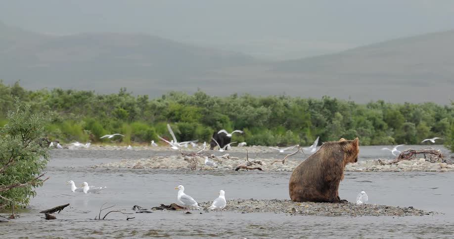 Bears are sitting and walking in a stream as birds fly around