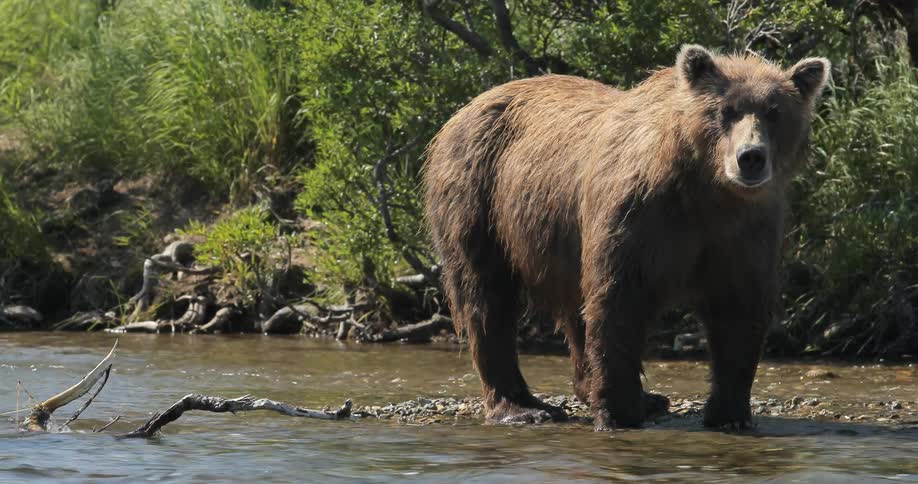 A brown bear standing on a patch of land in a stream