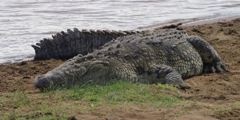 A crocodile lays in the dirt and grass near the water