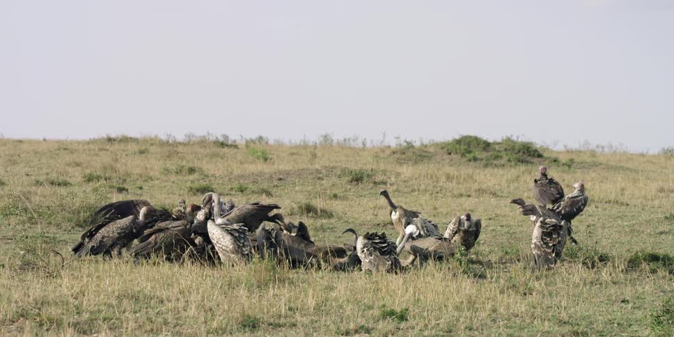 A group of birds are standing in a circle feeding on a dead animal