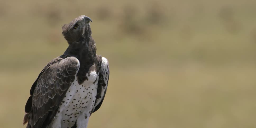 A hawk stands in an open field on a sunny day