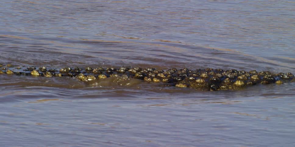 A crocodile swims in a body of water