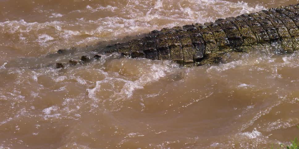 A large alligator is swimming in the water