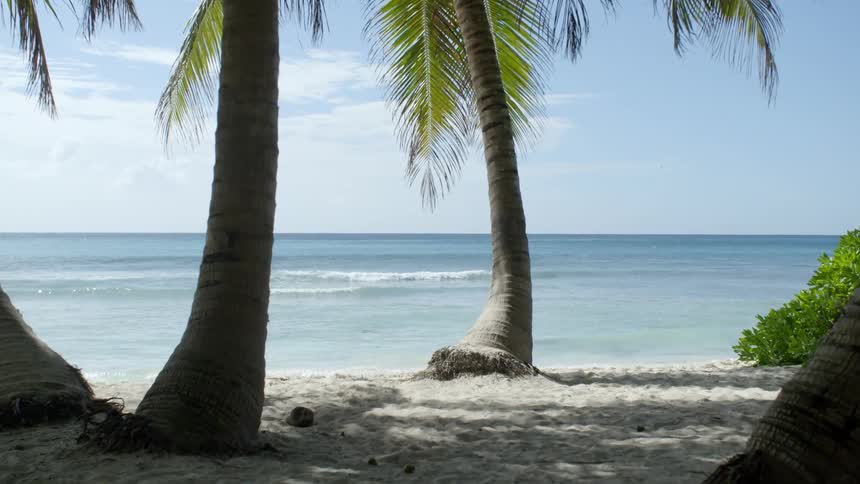 Palm trees grow on a tropical sandy beach
